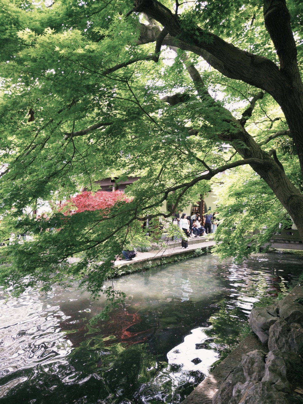 枝叶间的池塘与倒影