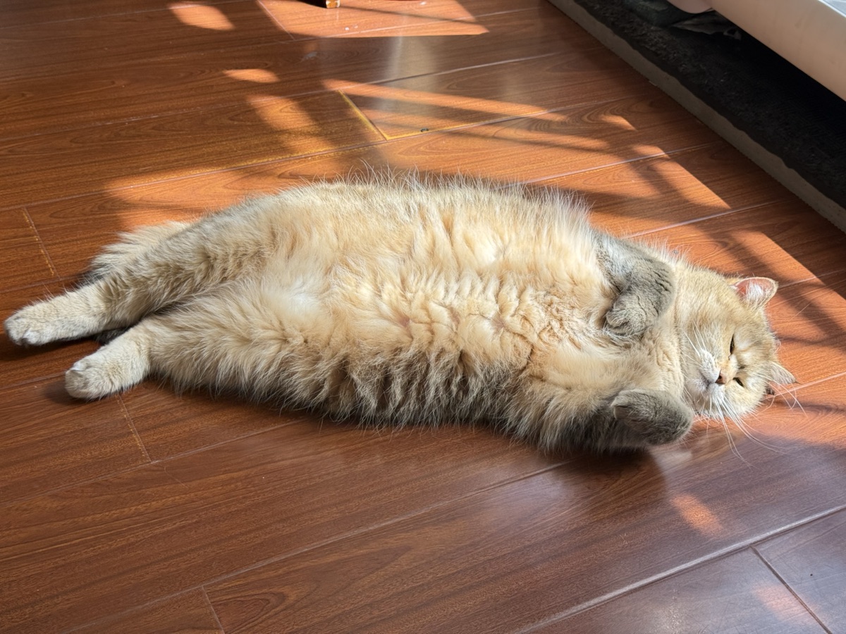 暖阳里侧卧的猫
