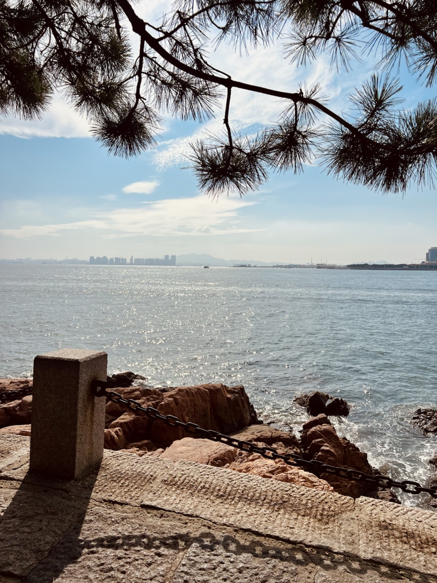松枝之间的蓝色海岸